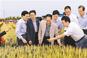 F型杂交小麦技术破世界难题